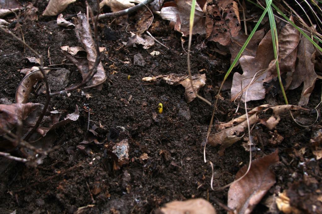 goldenseal bud after leaf cover removed