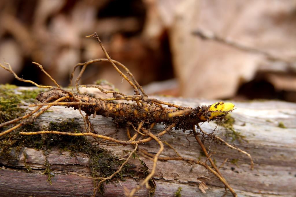 an older goldenseal rhizome