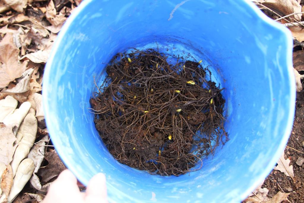 goldenseal ready to transplant