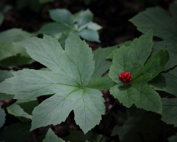 goldenseal with red berry - Signed & Numbered prints are available now!