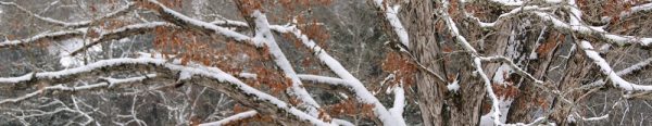 snow covered oak limbs