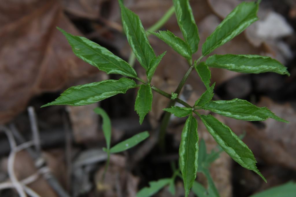 3 prong ginseng unfurling, from article on ginseng stewardship