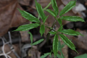 3 prong ginseng unfurling