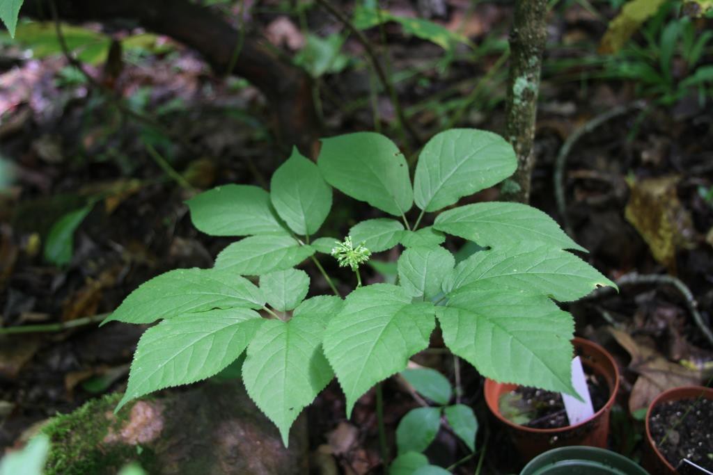 Learn about ginseng with Wild Ozark and Madison Woods! Pic: 4-prong Ginseng with Flowers and berry