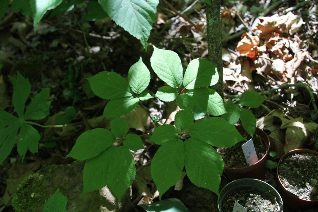 ginseng through the seasons, a 4-prong ginseng end of april with flower buds