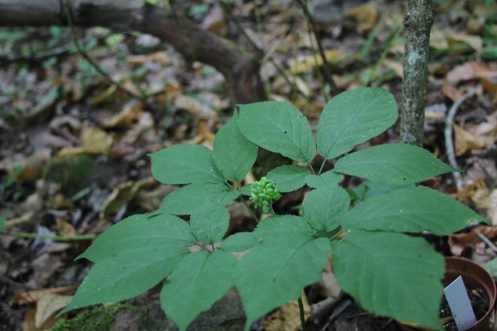 4-prong ginseng with berries in June