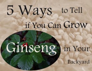 5 ways to tell if you can grow ginseng in your backyard
