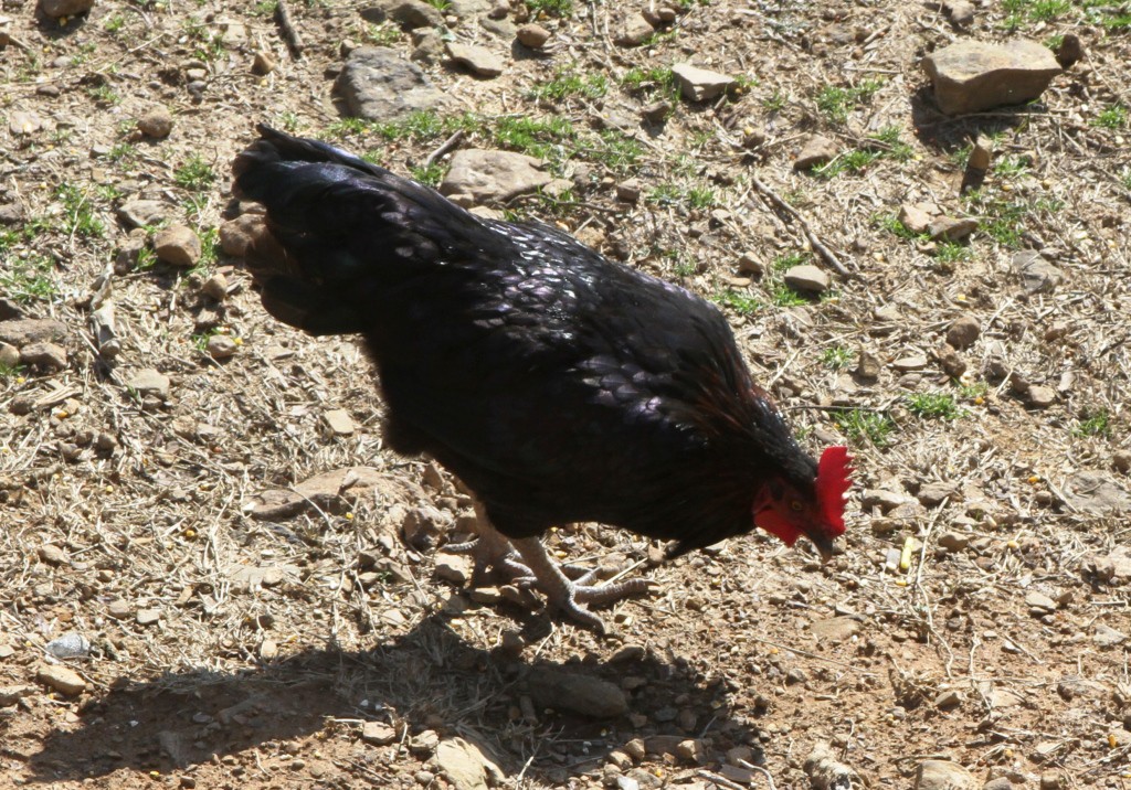 One of the pretty roosters: Arnold, one of the "chosen ones".