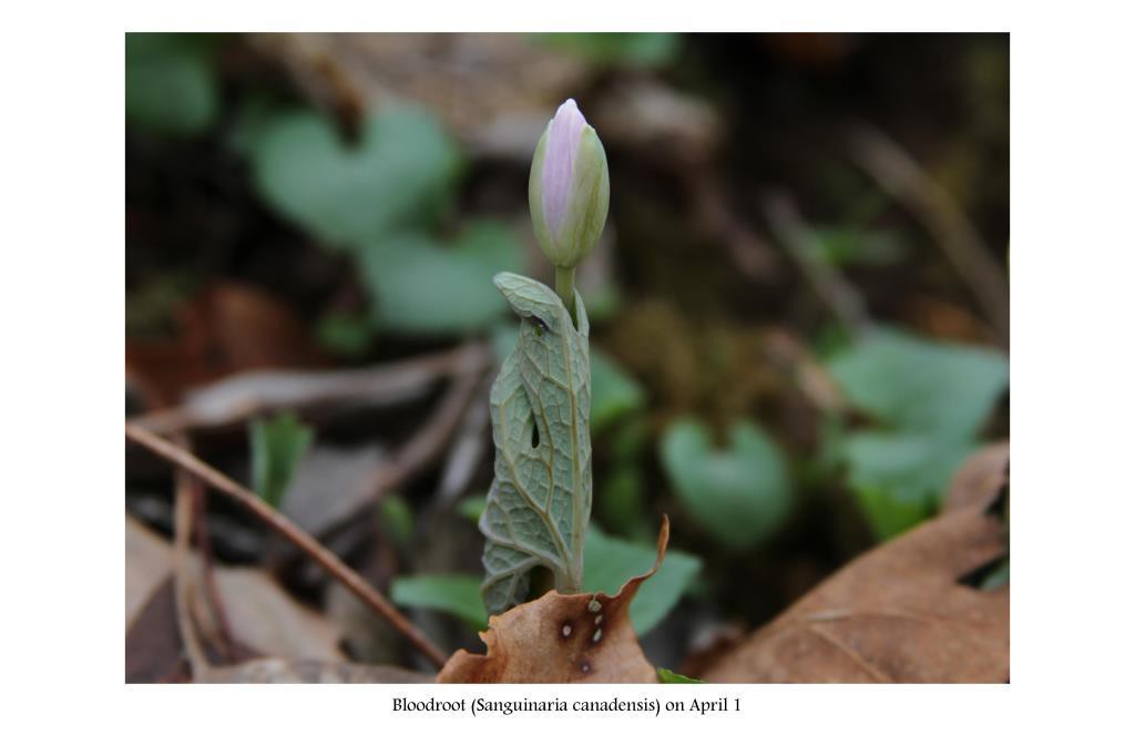 bloodroot in spring