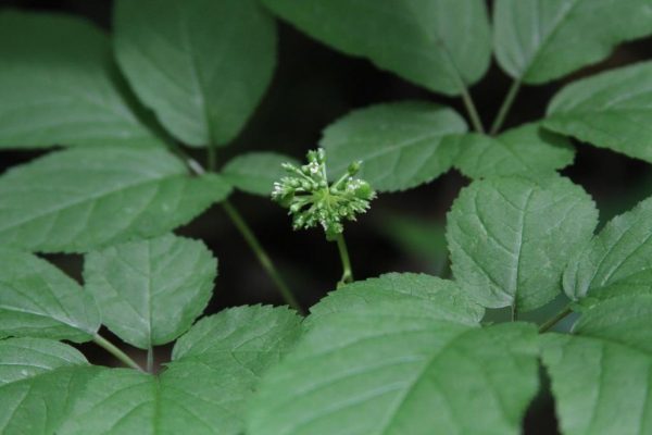 Ginseng with Flowers and berry