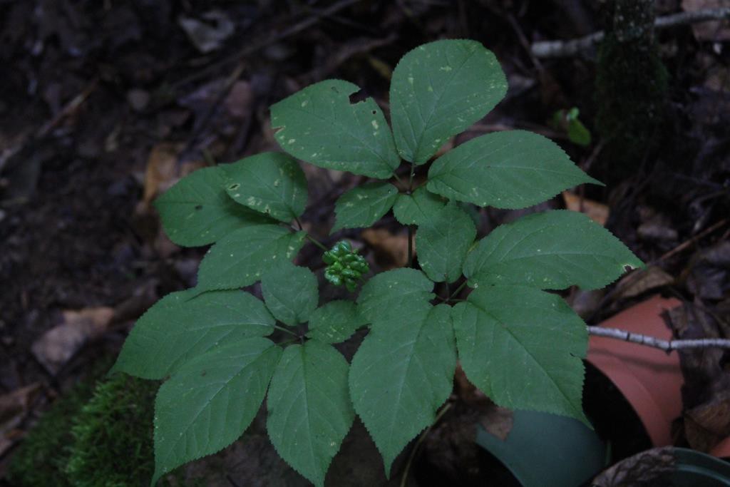 Ginseng in late June