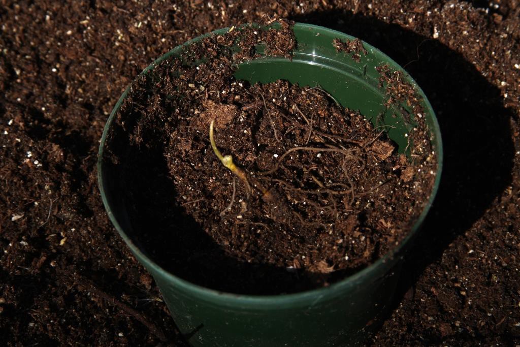 Potting Goldenseal Step 2