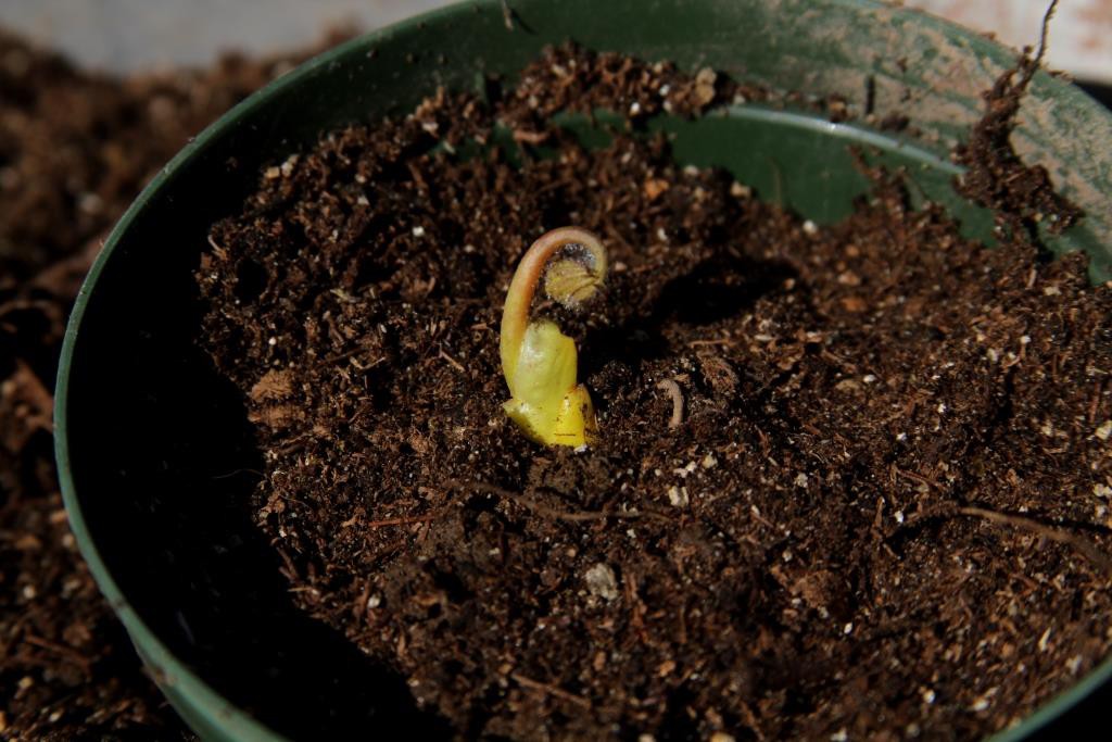 Potting Goldenseal Step 3