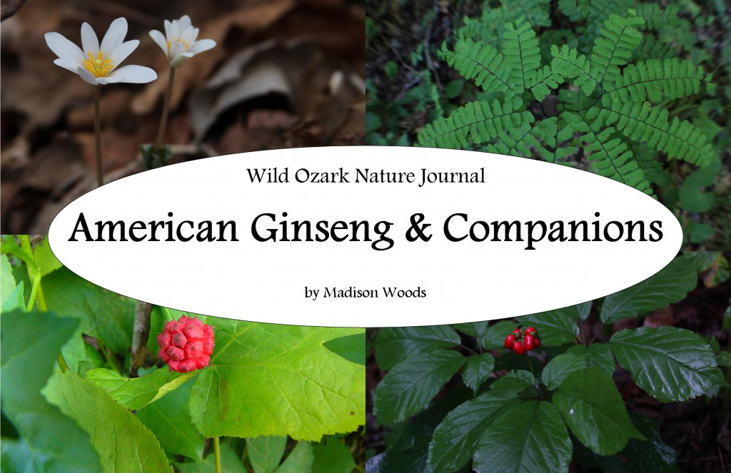 American Ginseng & Companions cover for American ginseng & Companions