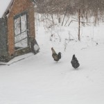 chickens in the snow