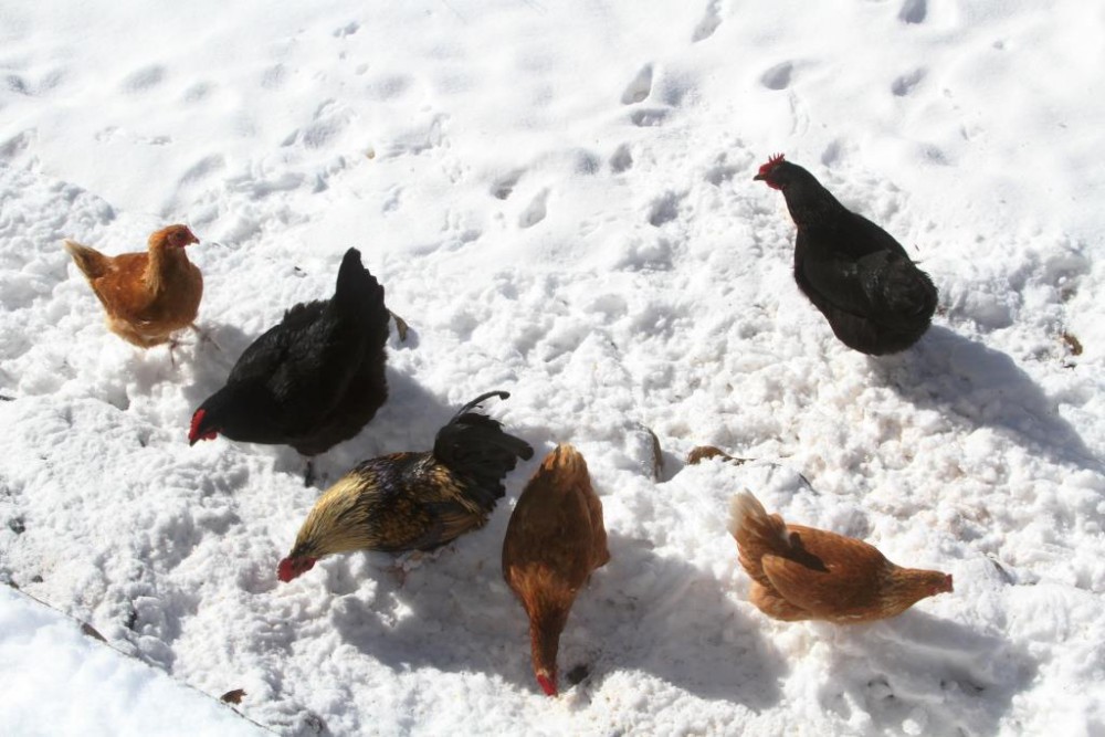 chickens in the snow