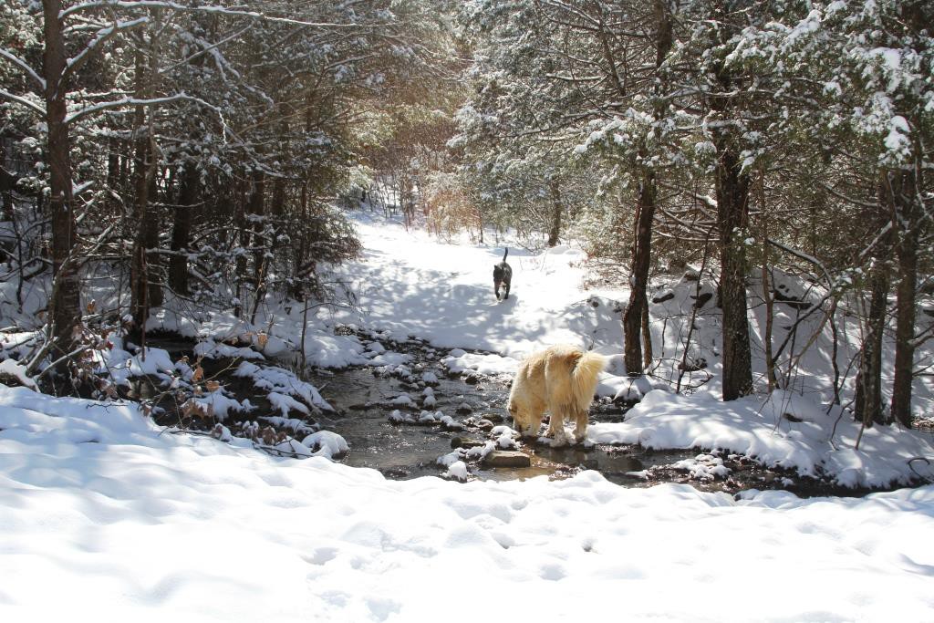 dogs in snowy creek
