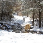 dogs in snowy creek