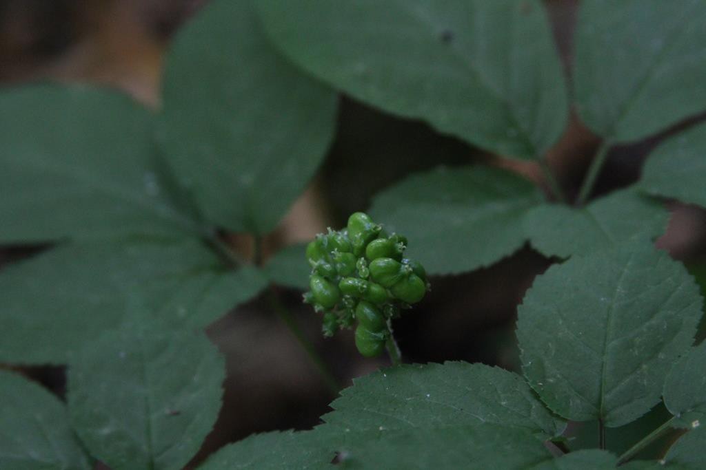 Looks like the flowers got good pollination this year. Lots of filled out berries on this ginseng!