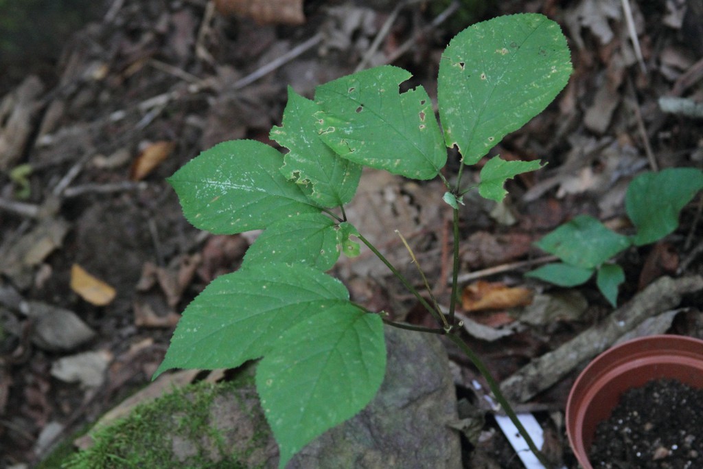 ginseng on Sept 1