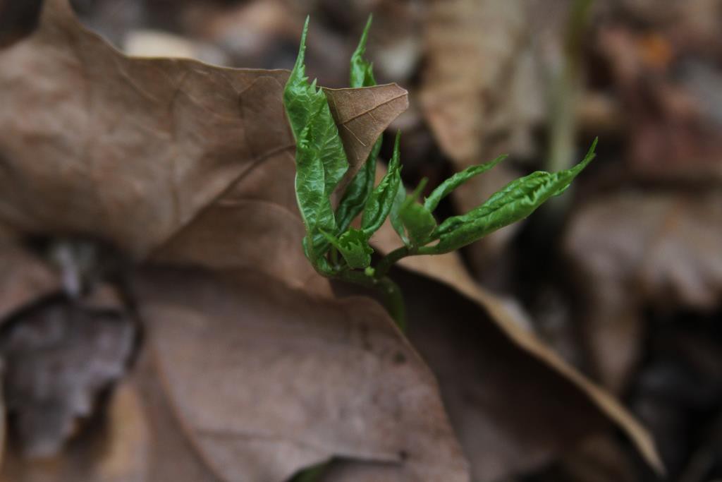 Ginseng in spring, a little more unfurled by the end of the day, from article on ginseng stewardship.