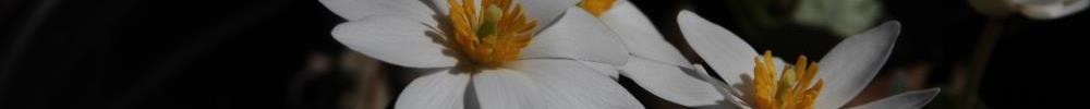 bloodroot flowers