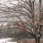 march snow in the ozarks
