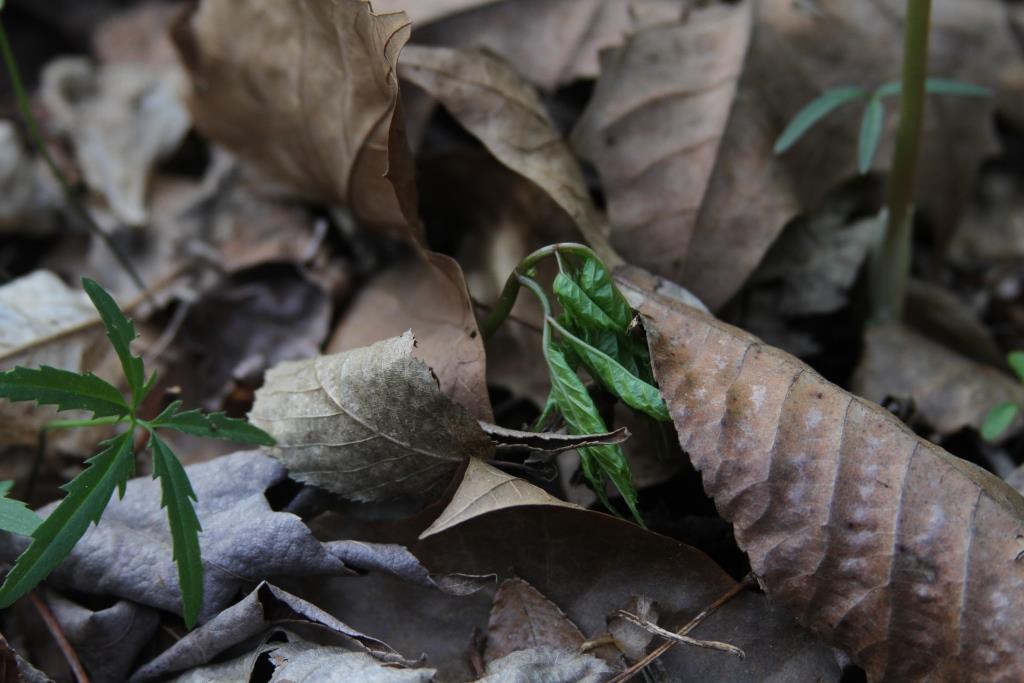 Ginseng unfurling in spring, from article on ginseng stewardship.