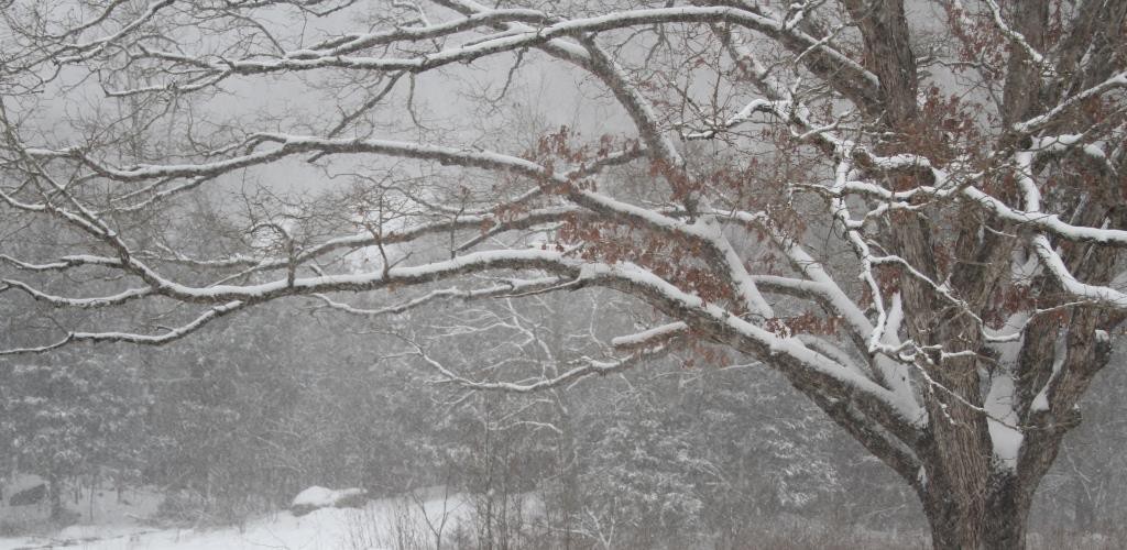 snow in oak