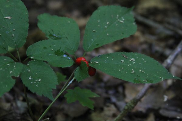 Ginseng with red berries