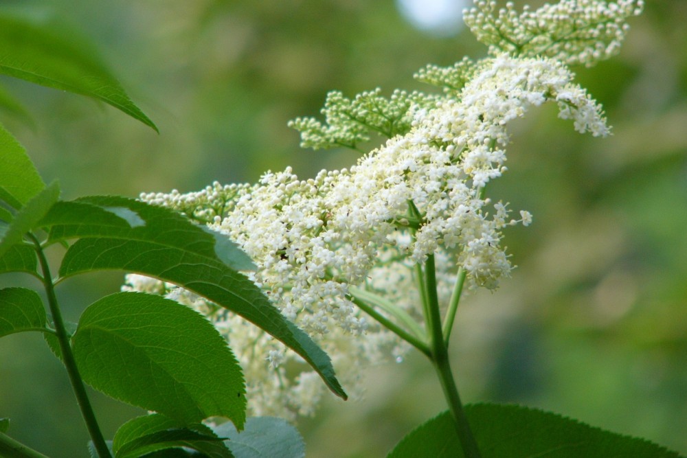 Elderberry blossom