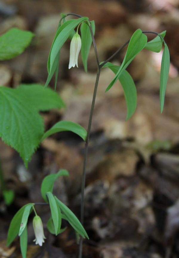 Sessile Bellwort (Uvularia sessilfolia)