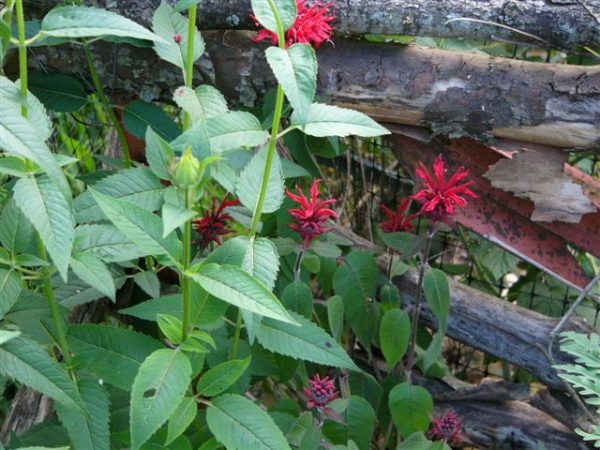 A red variety of beebalm (Monarda didyma) that doesn't grow wild here at Wild Ozark. It does grow in Missouri, though.