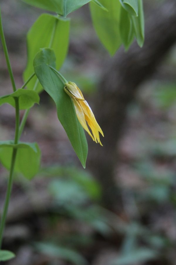 Large bellwort (Uvularia grandiflora)