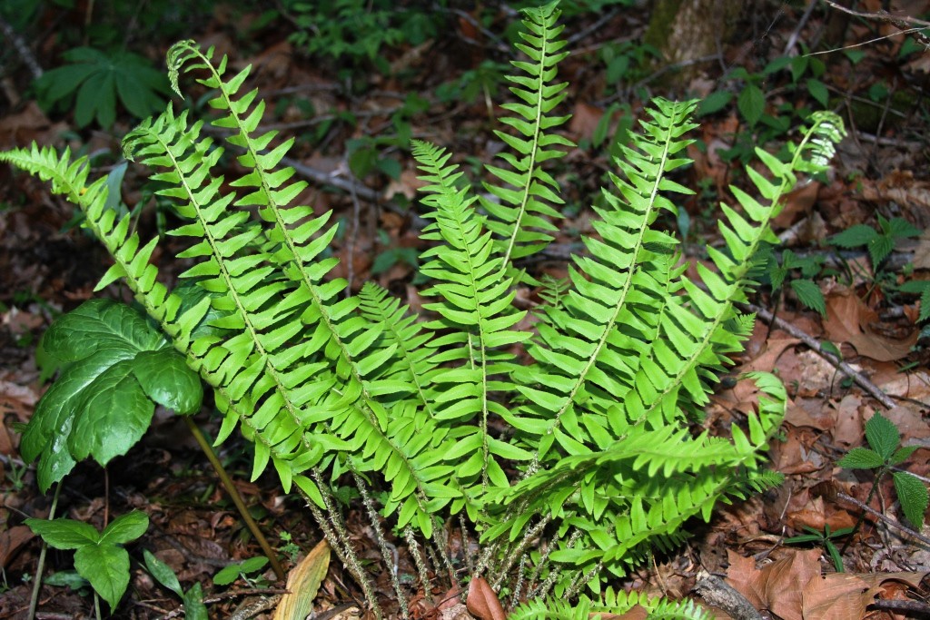  fern