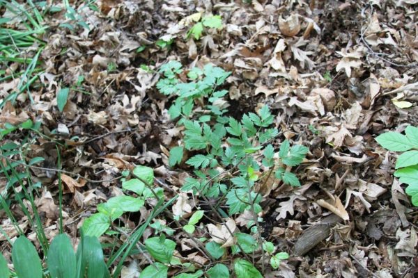 black cohosh or dolls eyes