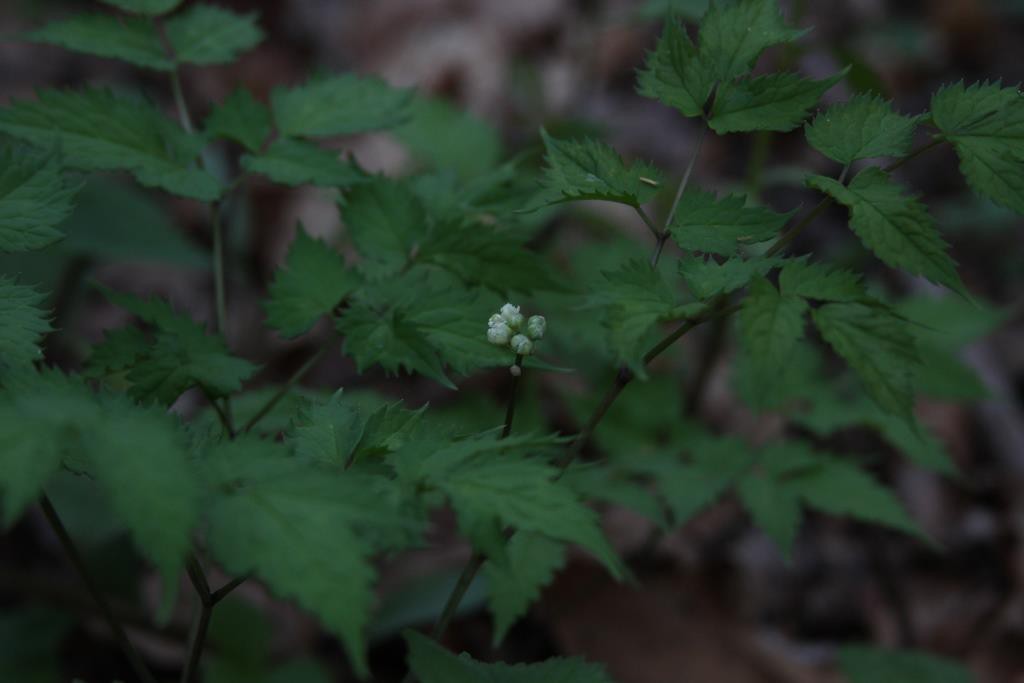 Obviously not Black Cohosh. Doll's Eyes with flower buds.