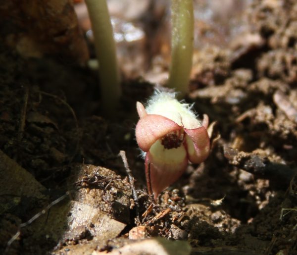 Wild ginger flower