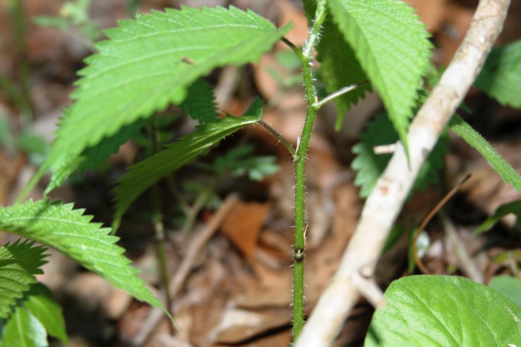 stinging nettle