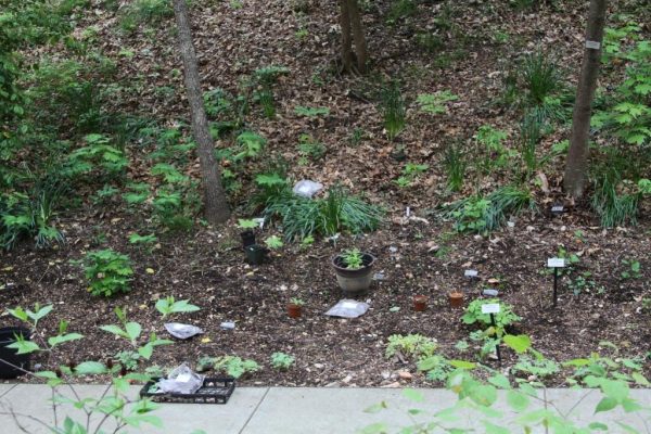 Our little ginseng habitat at Compton Gardens.