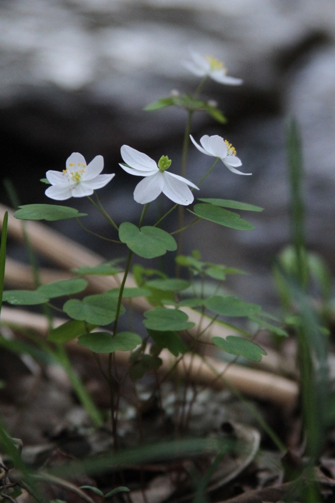 Rue anemone (Thalictrum thalictroides)