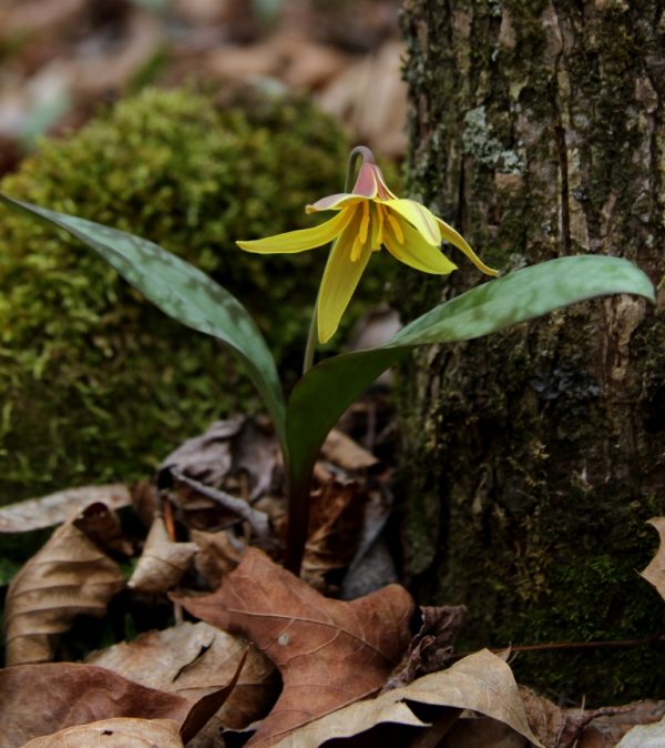 Springtime in the Ozarks means trout lilies blooming.