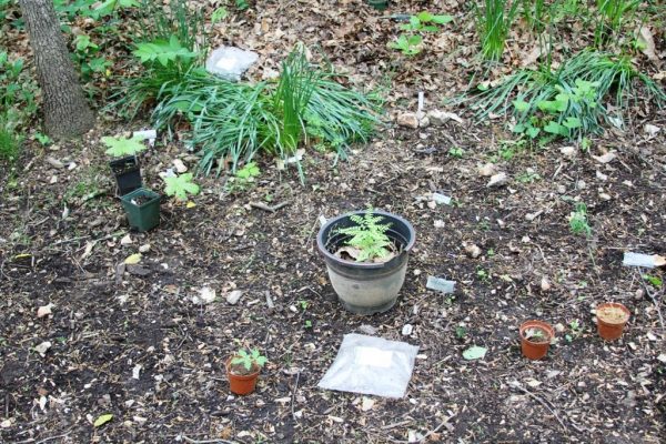 Some of the plants waiting to be planted in the ginseng habitat at Compton Gardens.