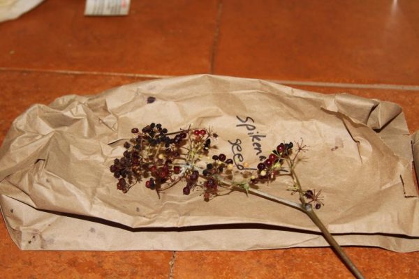 Spikenard berries