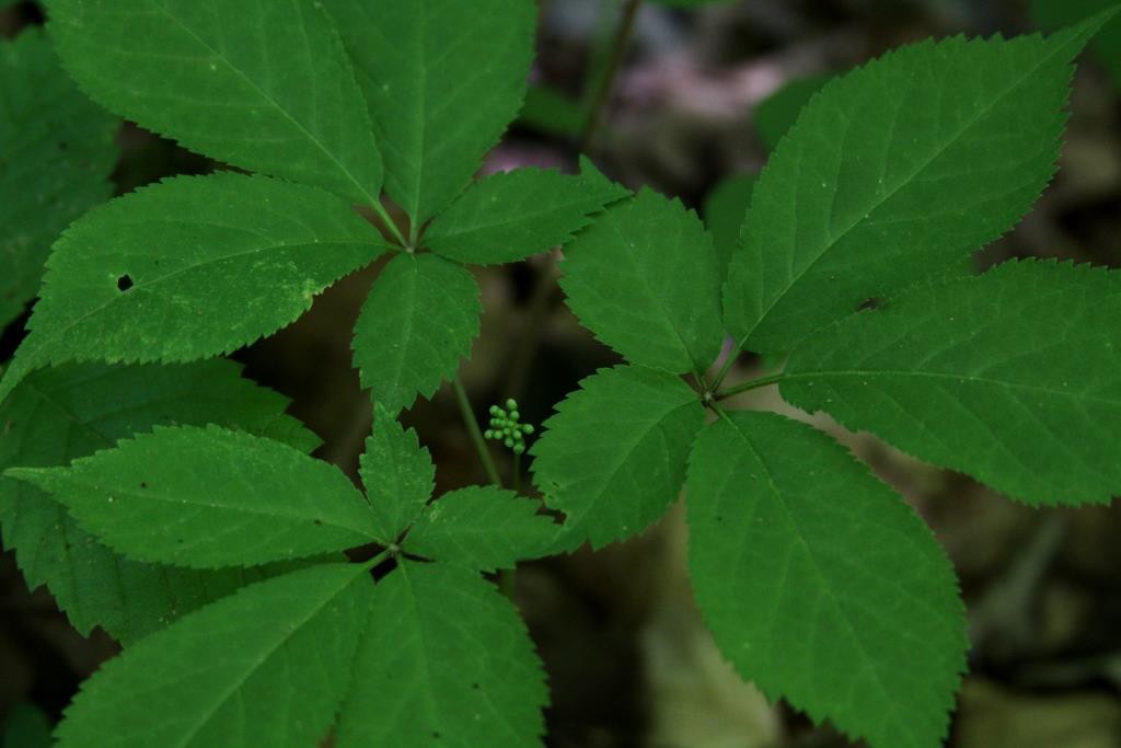 A 3-prong ginseng plant with flower bud on May 18.