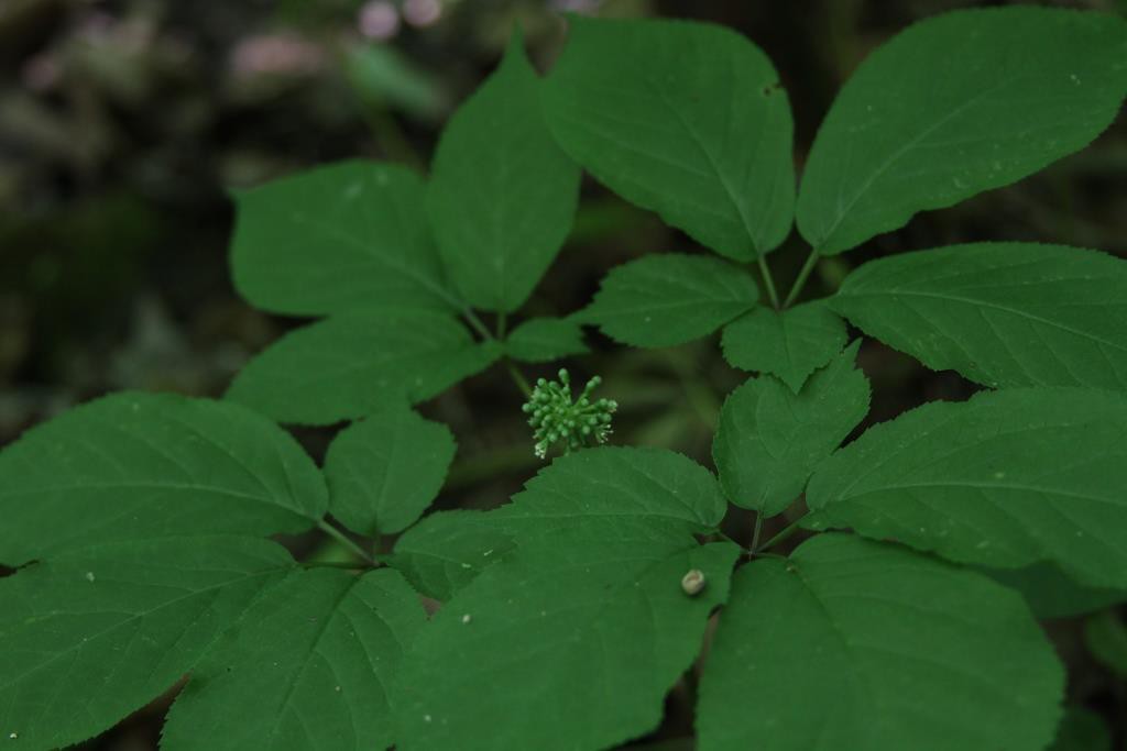 A 4-prong ginseng plant with flowers beginning to open on May 18.