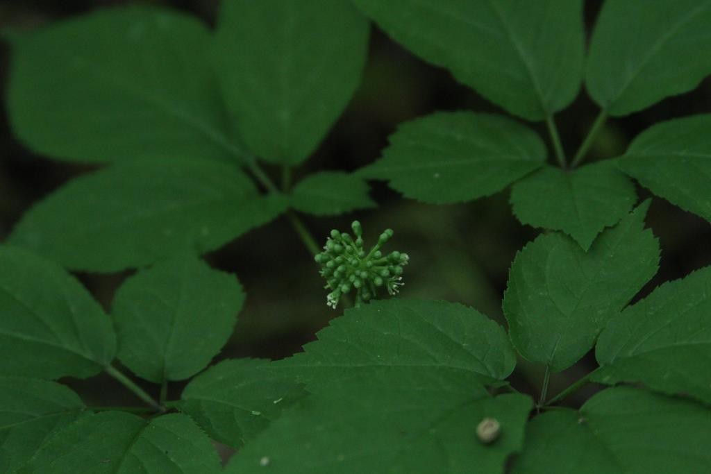 Ginseng in mid- to late May – Wild Ozark Ginseng Nursery & Habitat