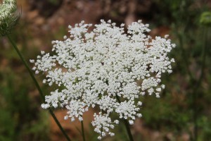 Queen Annes Lace