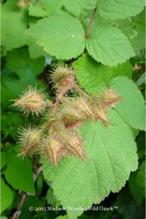 Immature wild red raspberry fruit The backside of the Wild Red Raspberry card in Wild Ozark's Plant Identification Card set