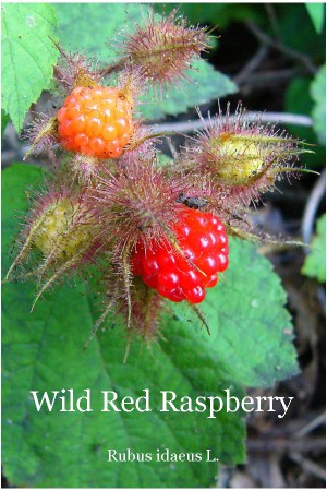 Ripe fruit of wild red raspberry The front side of the Wild Red Raspberry card in Wild Ozark's Plant Identification Card set
